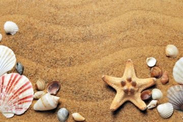 concoglie-stelle-marine-spiaggia